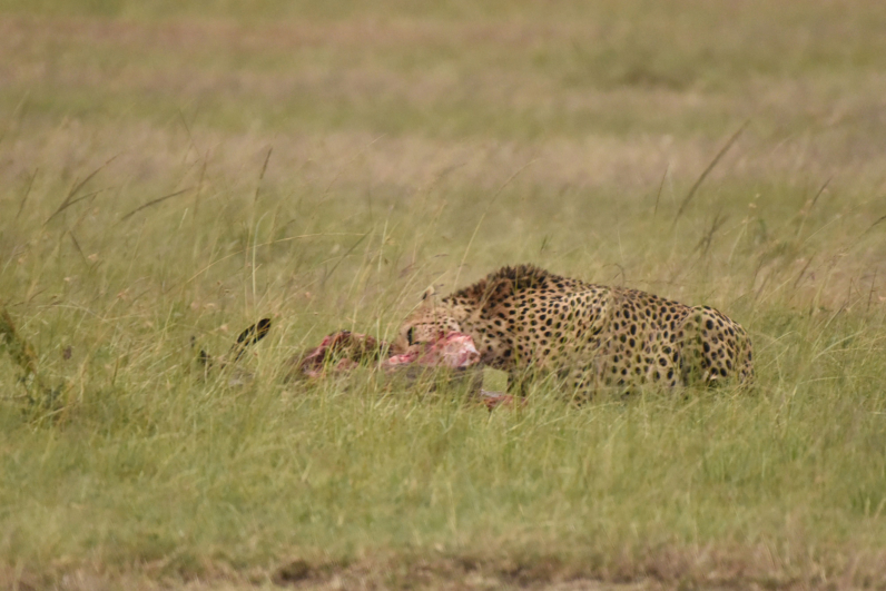 Cheetah hunting