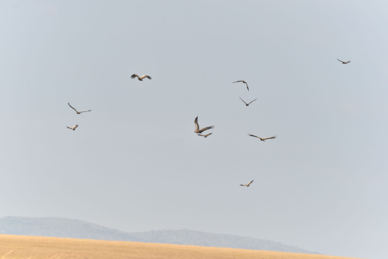 Vultures masai mara