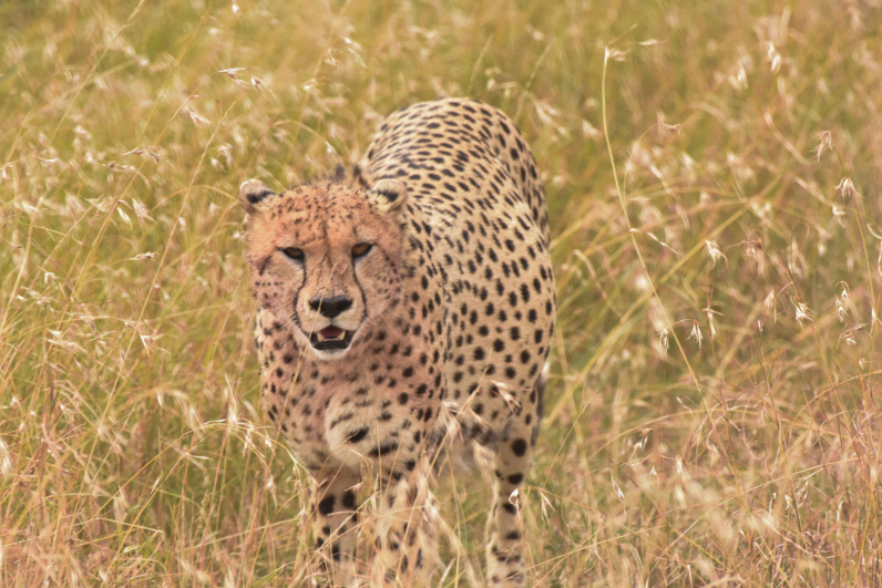 cheetah