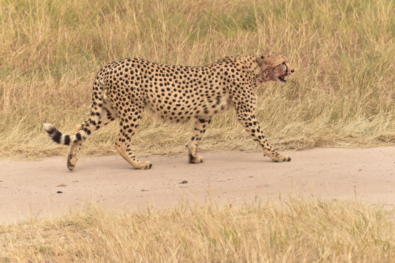 Cheetah Masai Mara