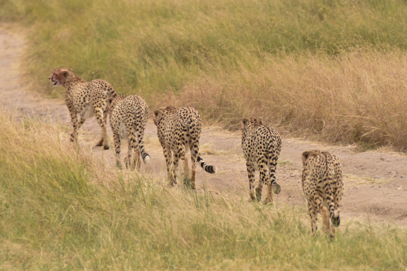 Cheetah