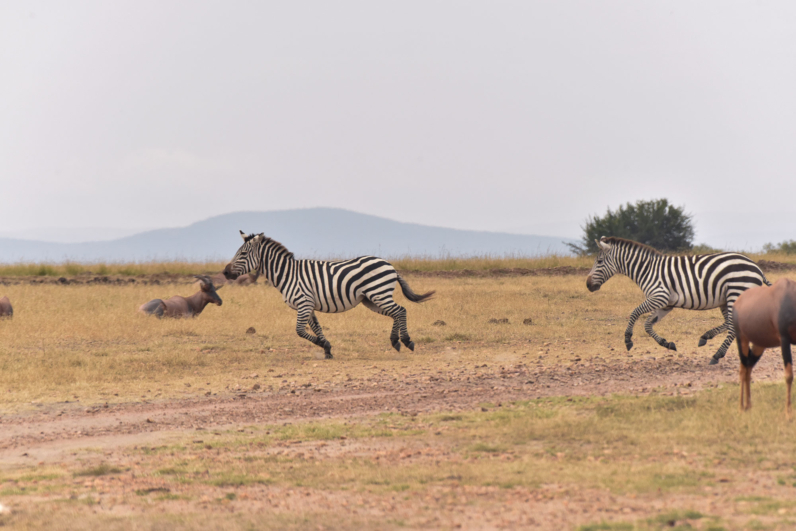 Running Zebras Maasai Mara