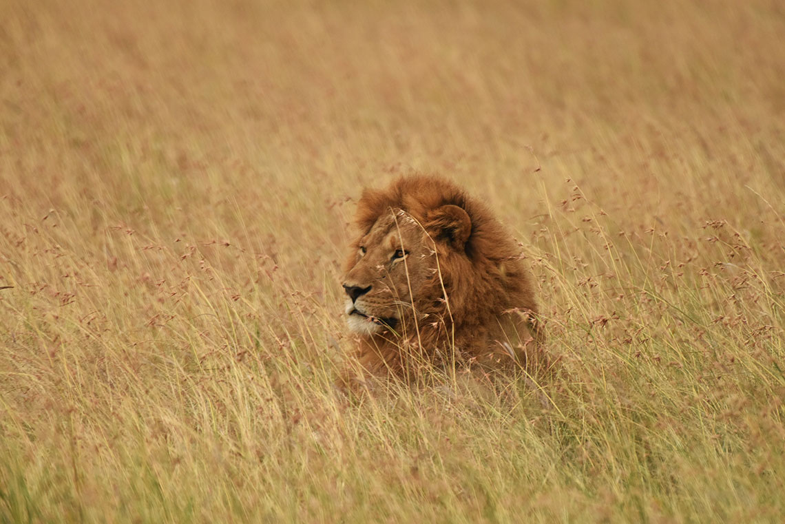 Lion at Maasai Mara