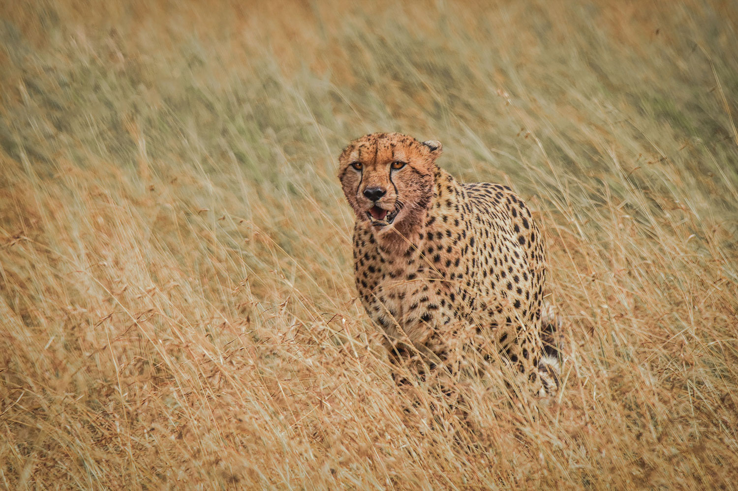 Cheetah - meet the timid hunters of Kenya