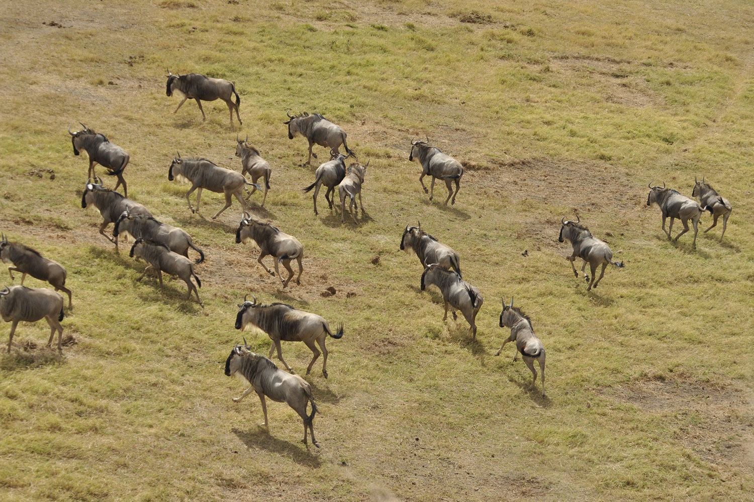 Kenya – a bird’s eye view