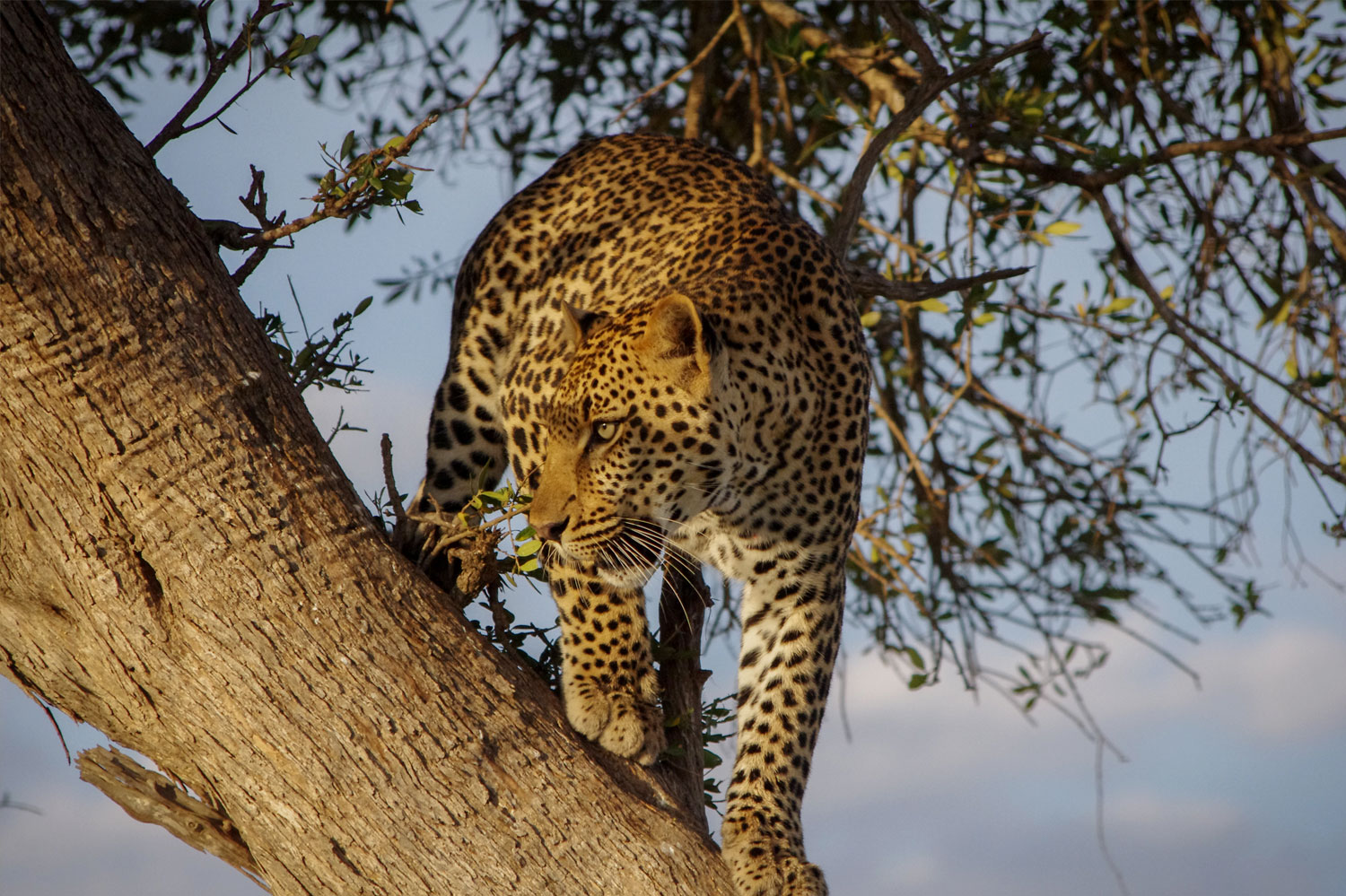 Leopard-Big 5 Kenya Africa