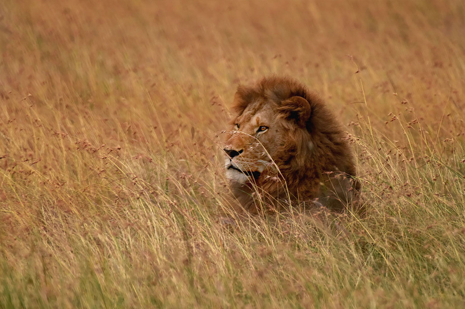 LionBig 5 Kenya africa