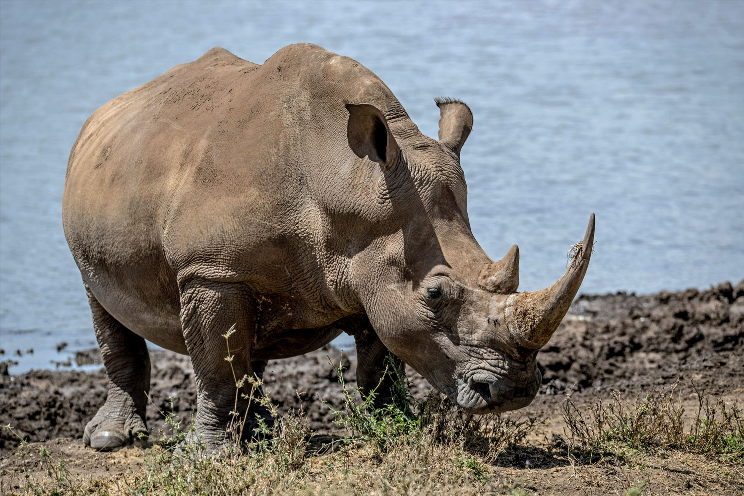 Rhinoceros-Big 5 Kenya Africa
