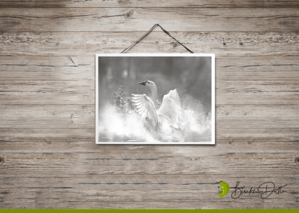 Swan Fine Art Photography
