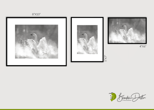 Swan Fine Art Photography