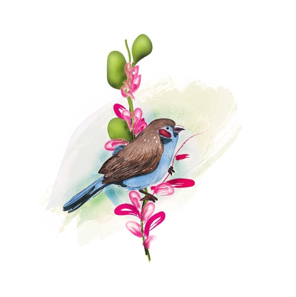 Africa Bird