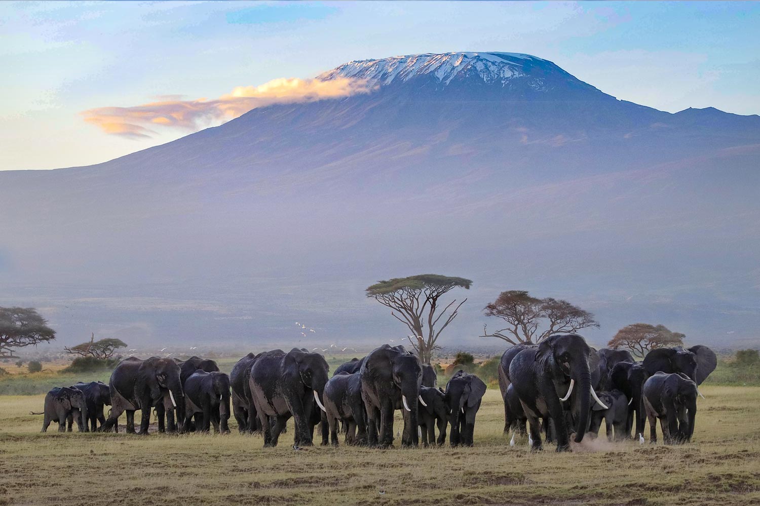 Amboseli National Park Kenya