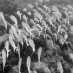 Black and White Photography