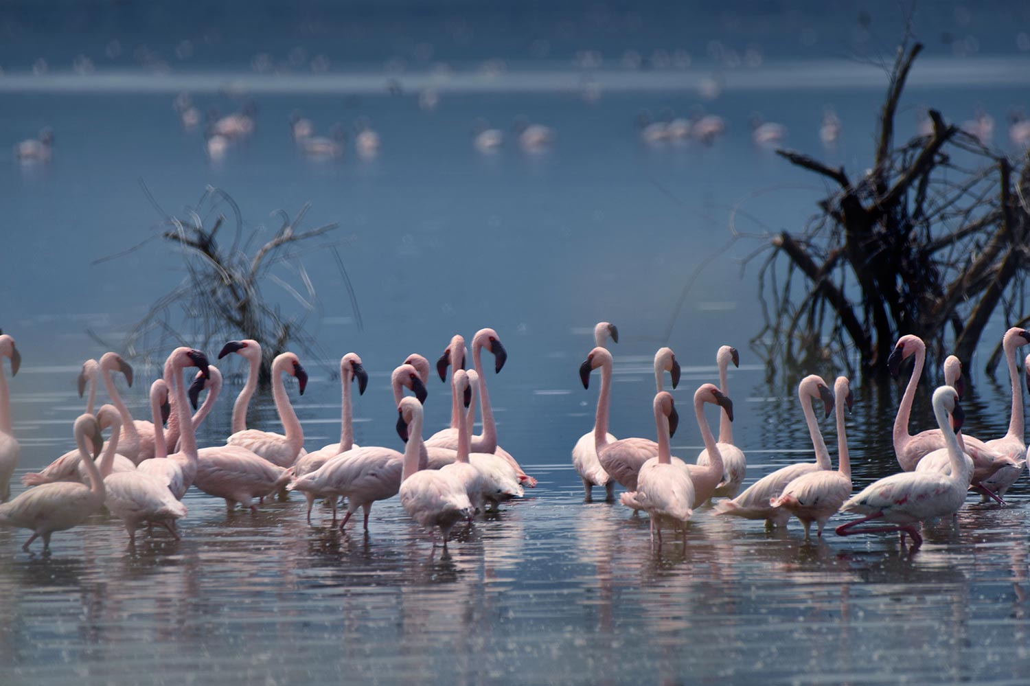 Lake Nakuru National Park Kenya