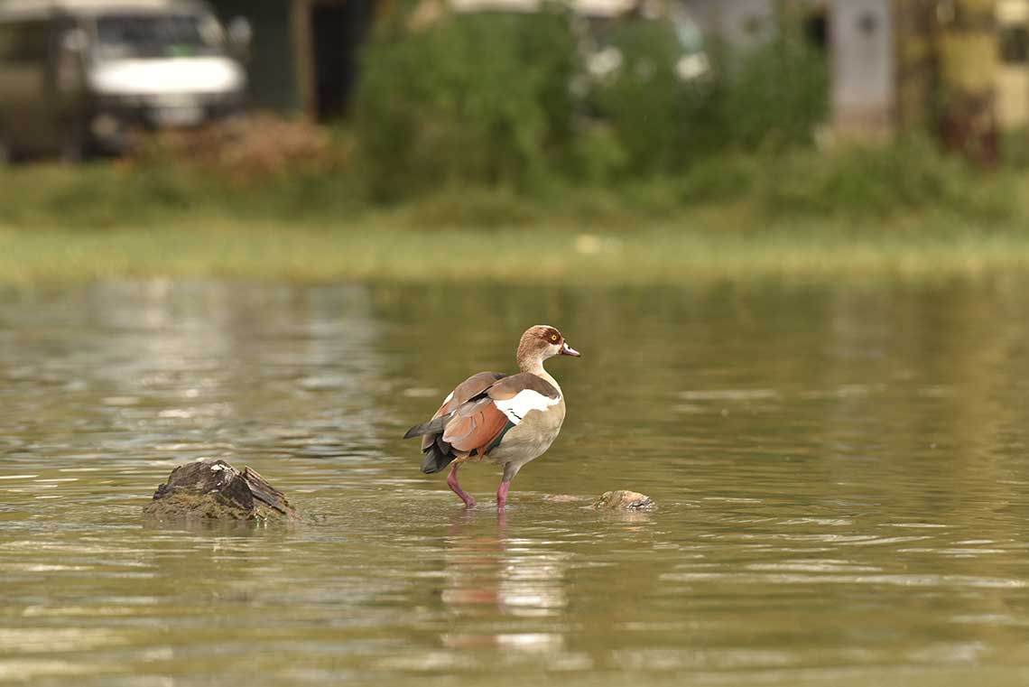 Egyptian goose - Bisakha Datta Photography - High resolution image Free Download
