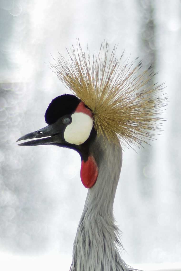 Grey crowned crane - Bisakha Datta Photography - High resolution image Free Download
