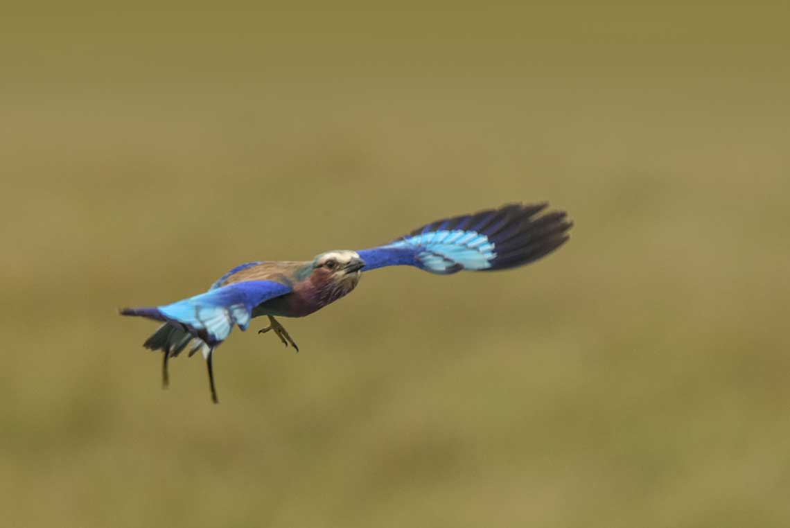 Lilac breasted roller - Bisakha Datta Photography - High resolution image Free Download