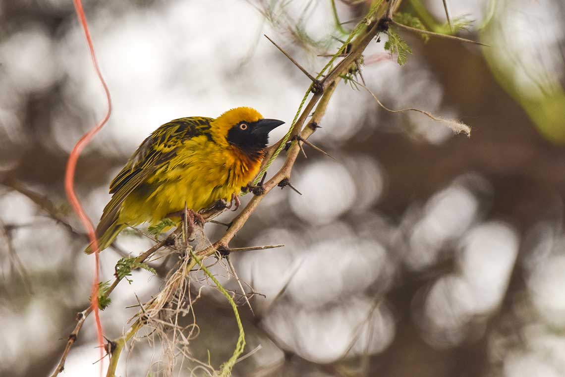 Southern Masked Weaver - Bisakha Datta Photography - High resolution image Free Download