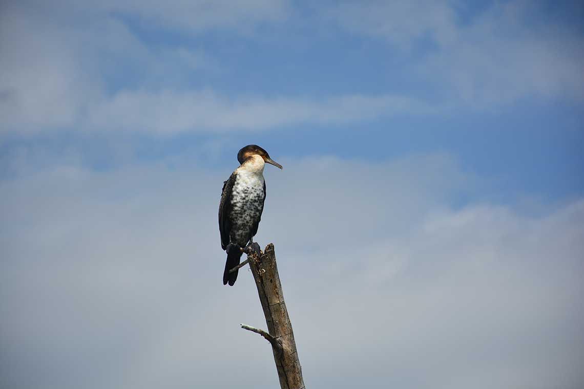 White breasted cormorant - Bisakha Datta Photography - High resolution image Free Download