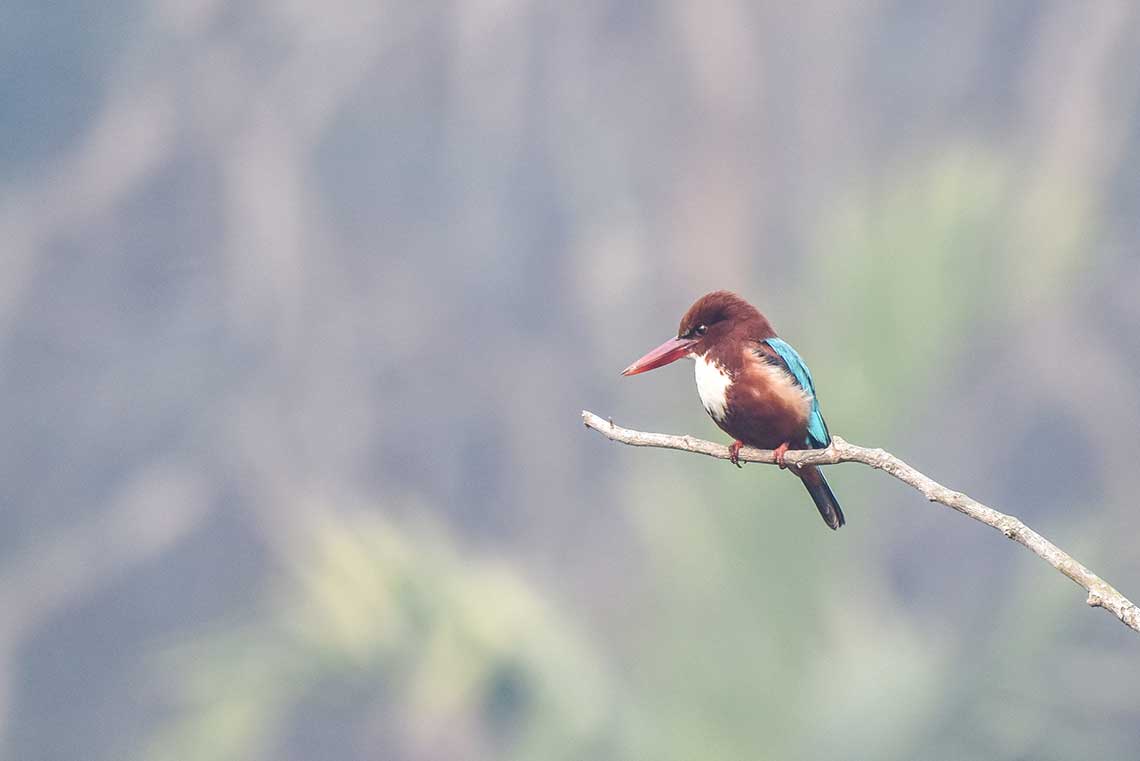 White throated kingfisher - Bisakha Datta Photography - High resolution image Free Download