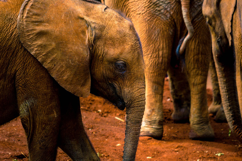 baby elephant orphanage in Kenya