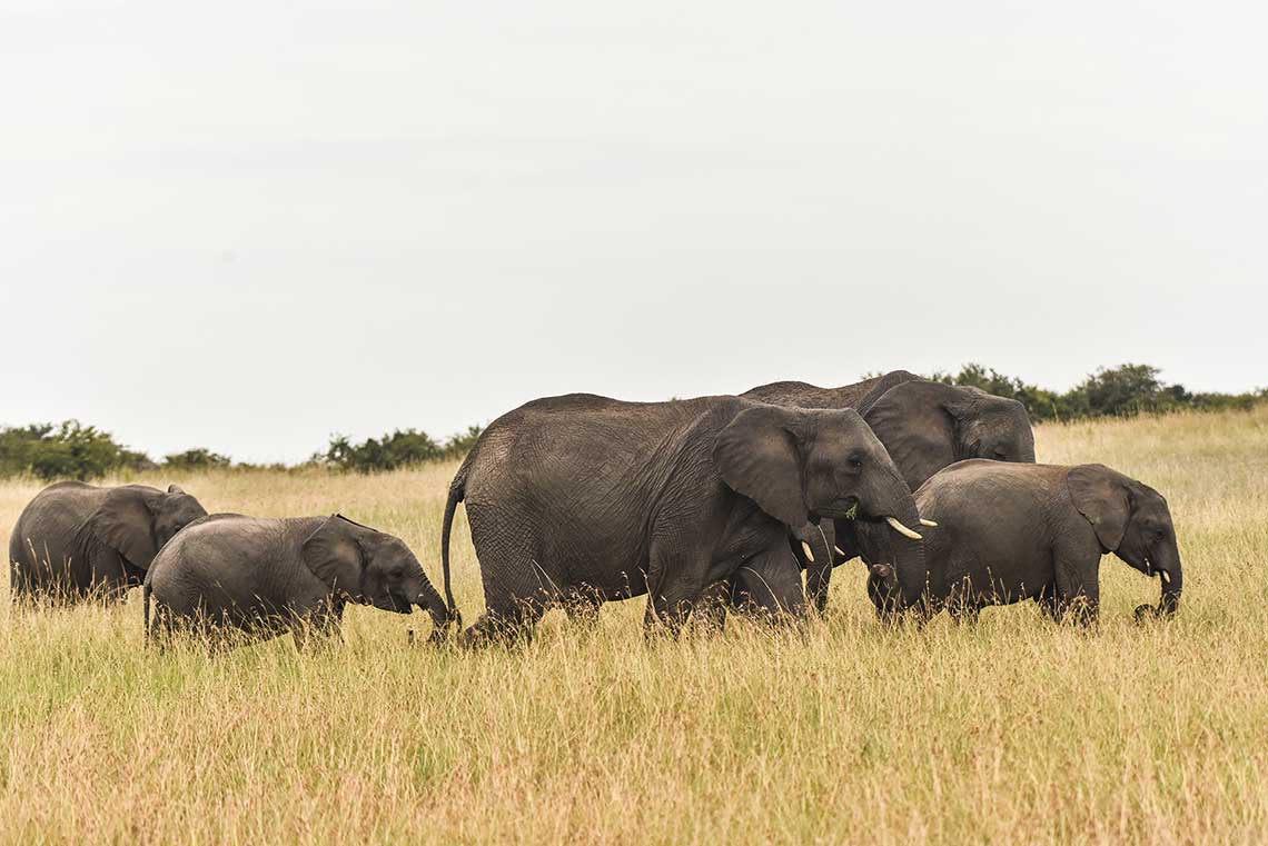 Elephant - Bisakha Datta Photography