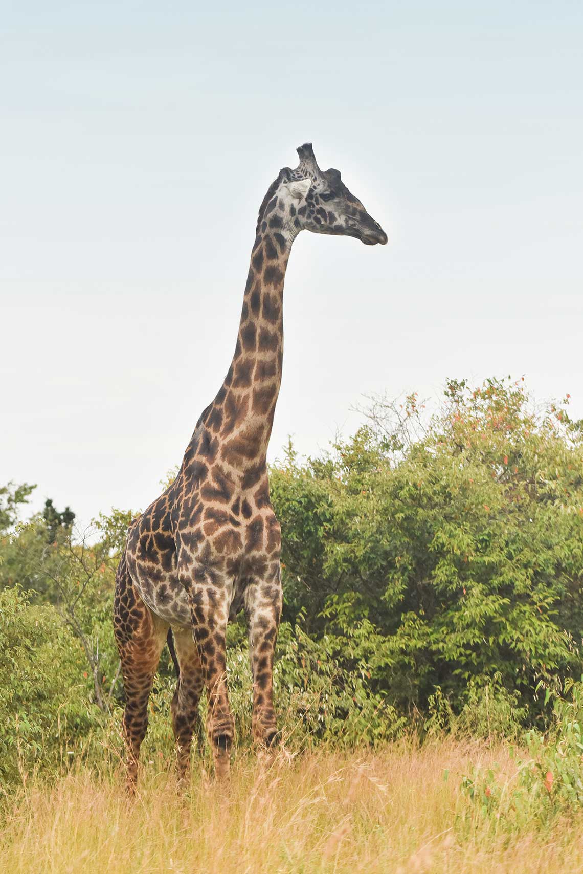 Giraffe - Bisakha Datta Photography - High resolution image Free Download