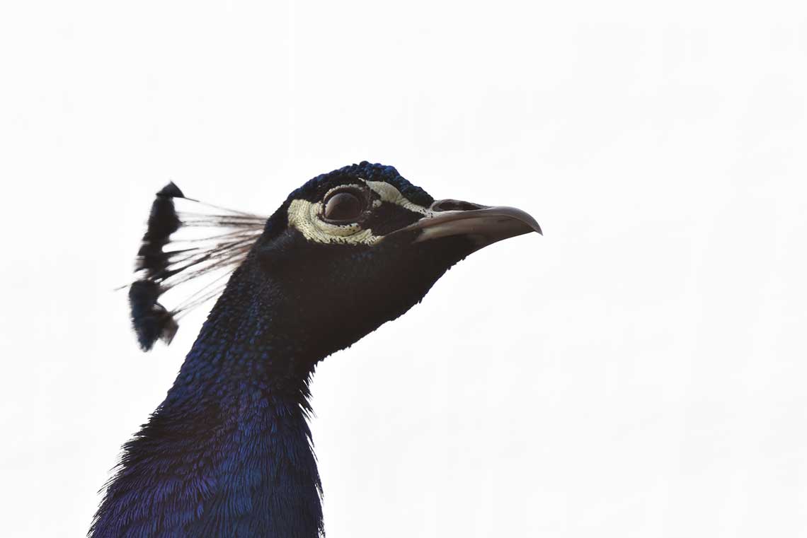Peacock face - Bisakha Datta Photography - High resolution image Free Download
