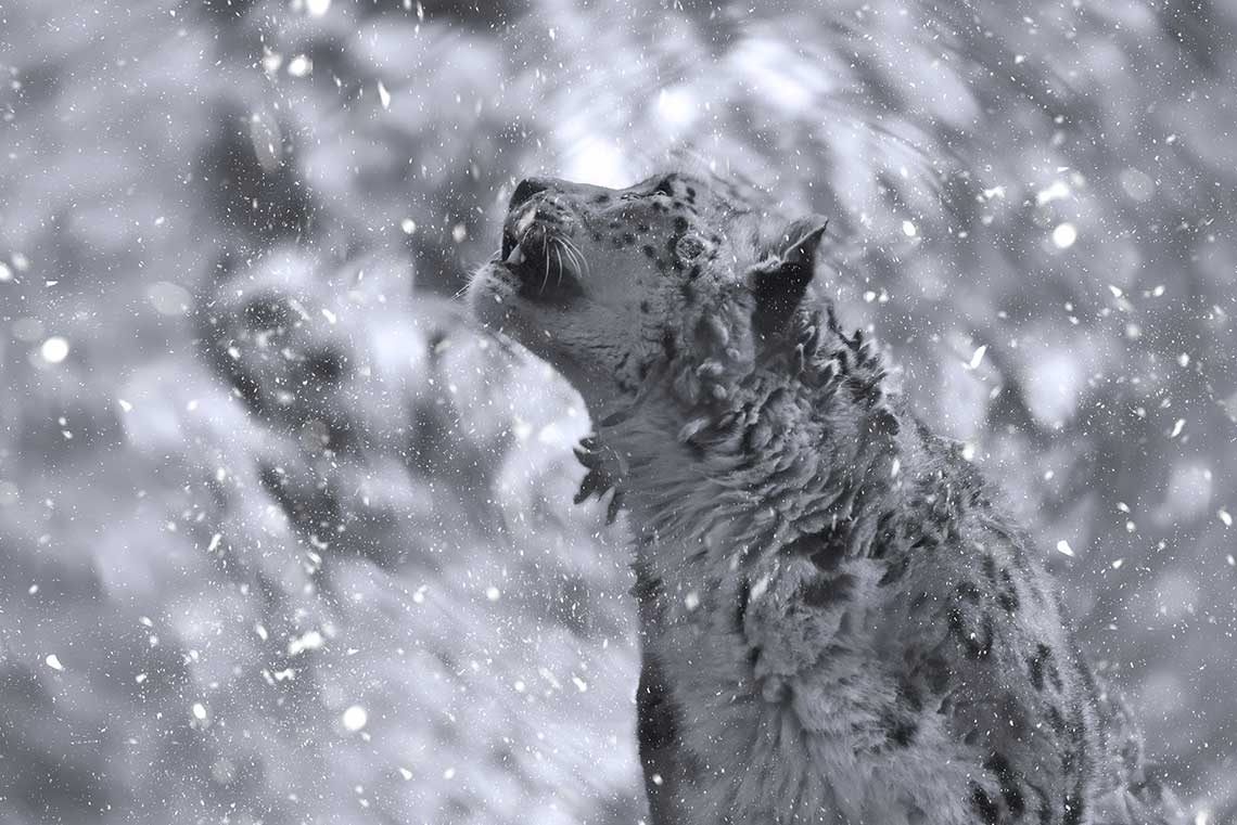 Snow Leopard - Bisakha Datta Photography