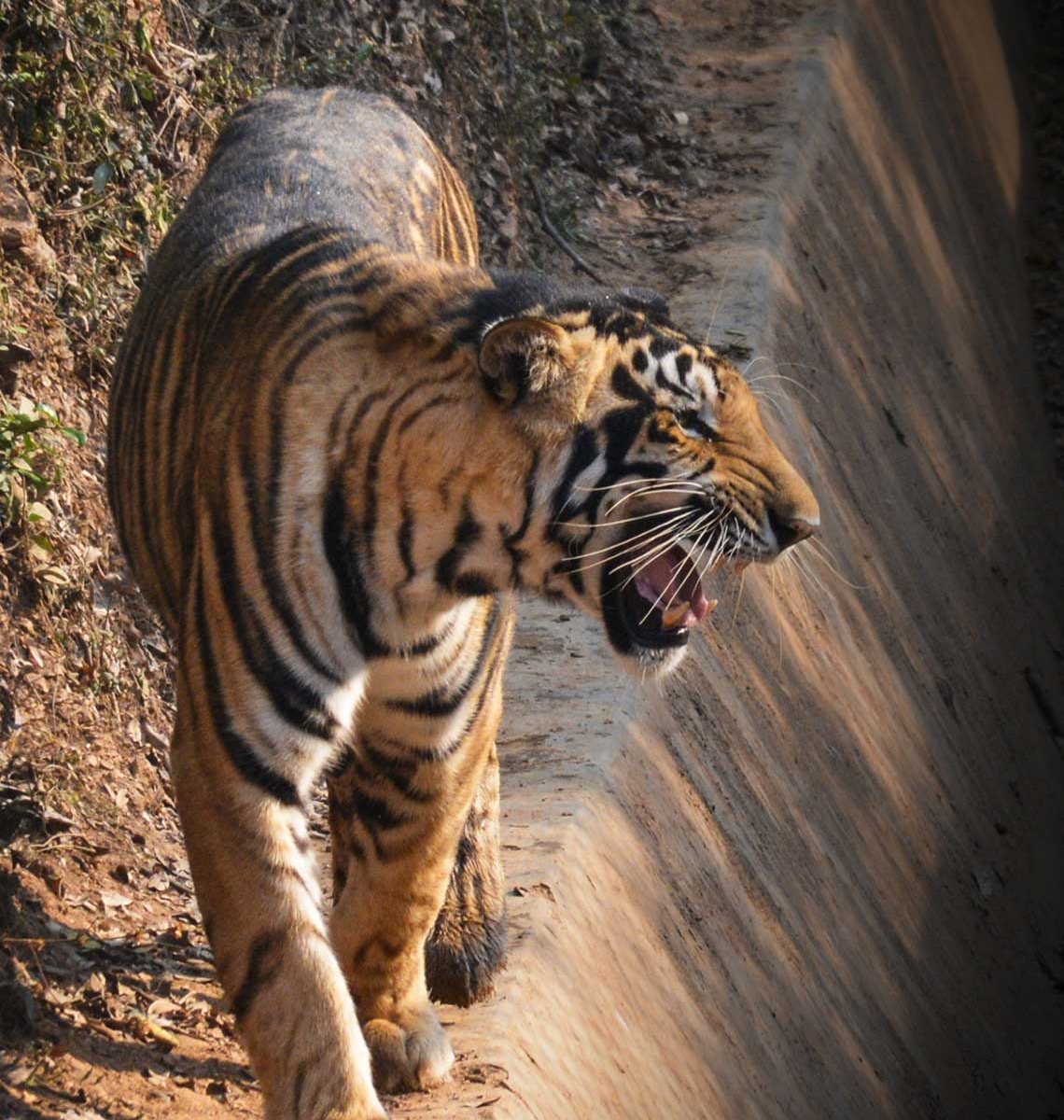 Royal Bengal Tiger - Bisakha Datta Photography