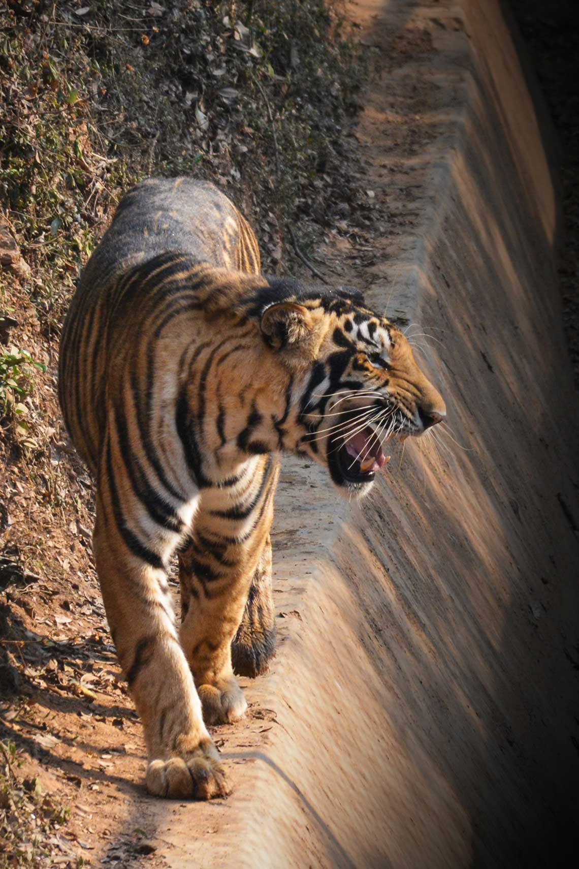 Royal Bengal Tiger - Bisakha Datta Photography