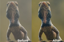 Post-Processing of your Photographs