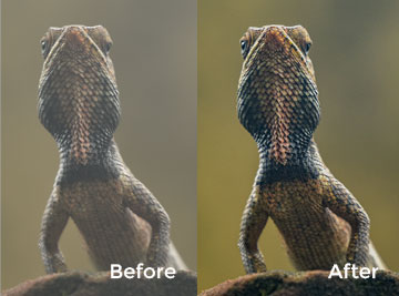 Post-Processing of your Photographs