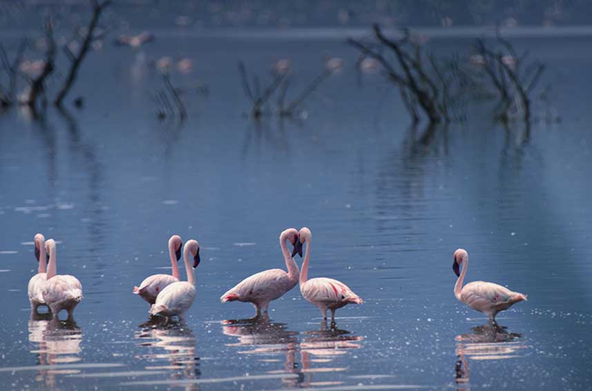 Flamingo photography