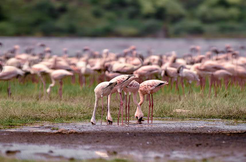 Flamingo photography