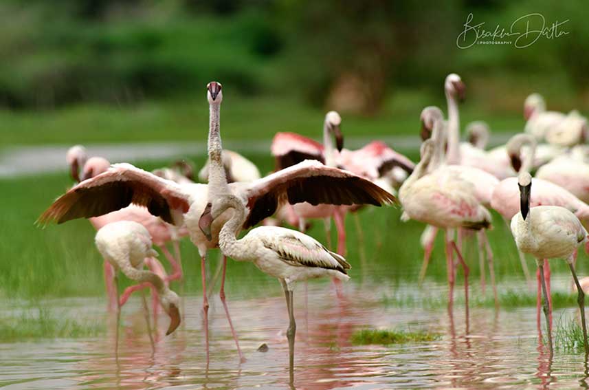 Flamingo photography