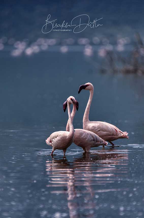 Flamingo photography