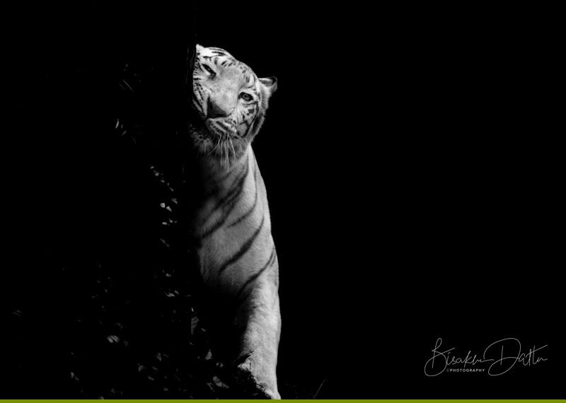 Black And White Tiger Wallpapers Group 70