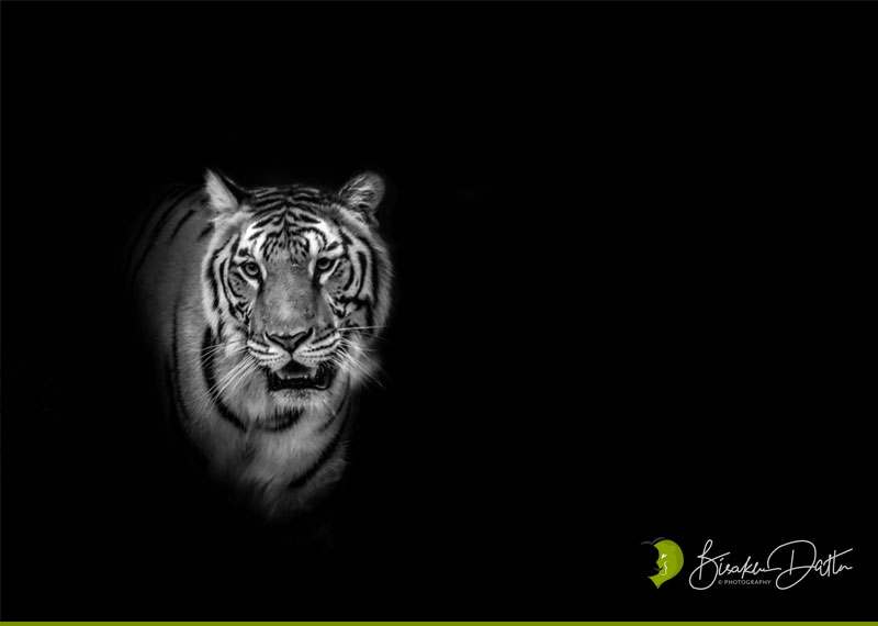 White Tiger Wallpaper Hd APK for Android Download