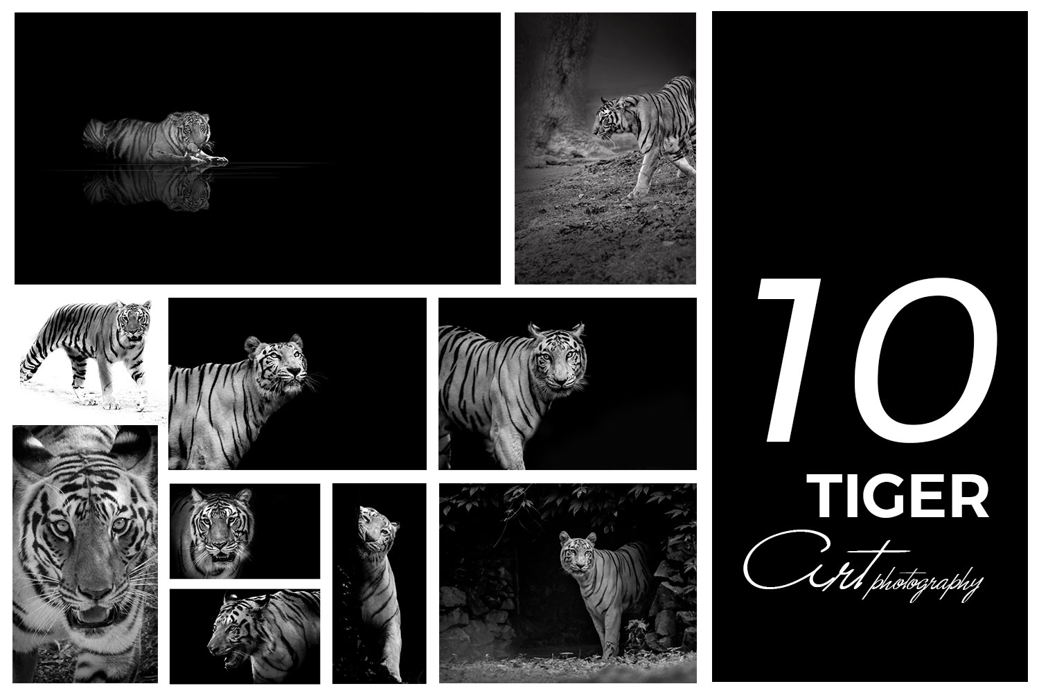 10 tiger black and white HD photography wallpaper