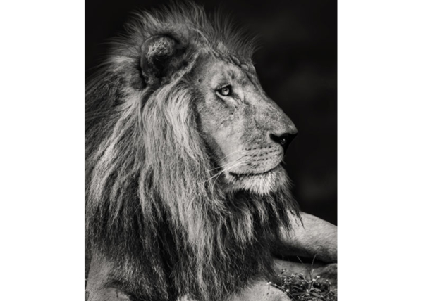 Lion Photography for Sale | Download