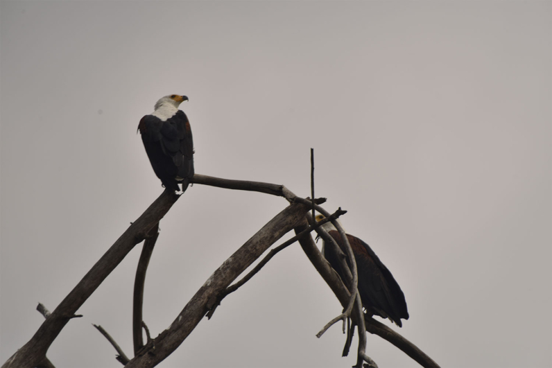 Birds of Africa