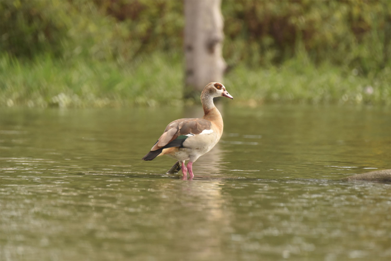 Birds of Africa