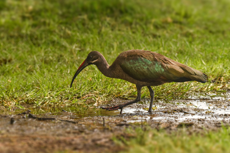 Birds of Africa