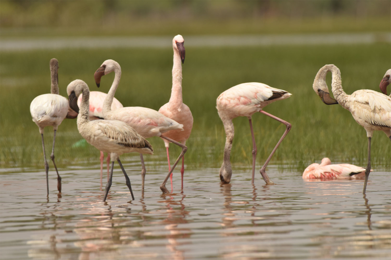 Birds of Africa