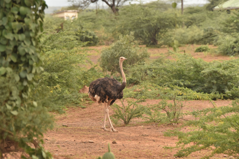 Birds of Africa