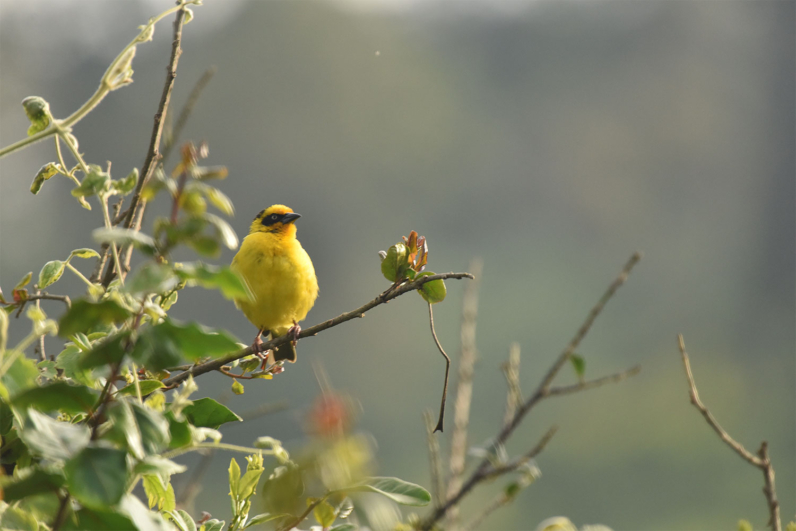 Birds of Africa