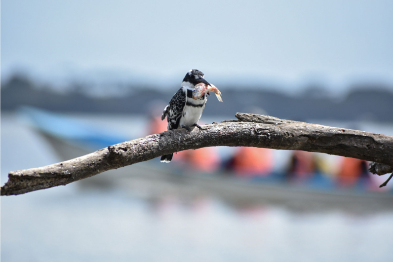 Birds of Africa