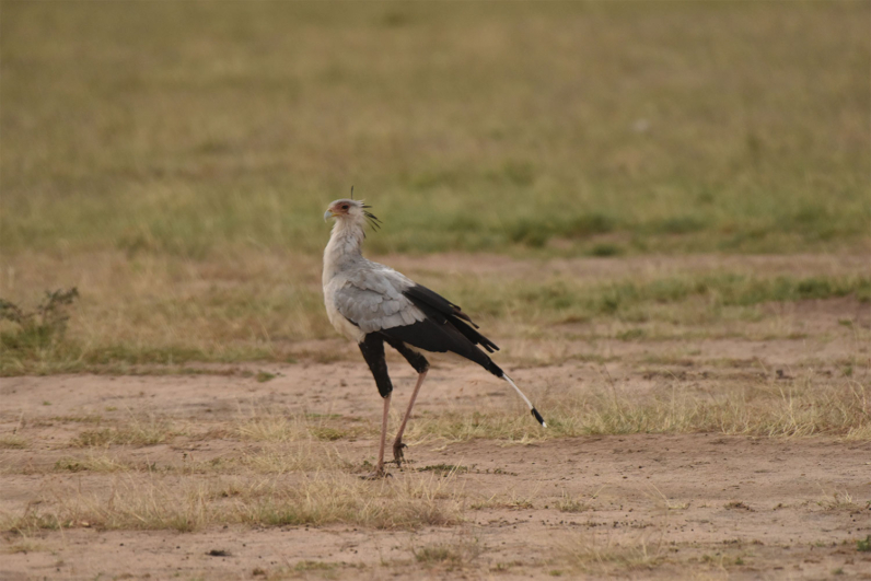 Birds of Africa