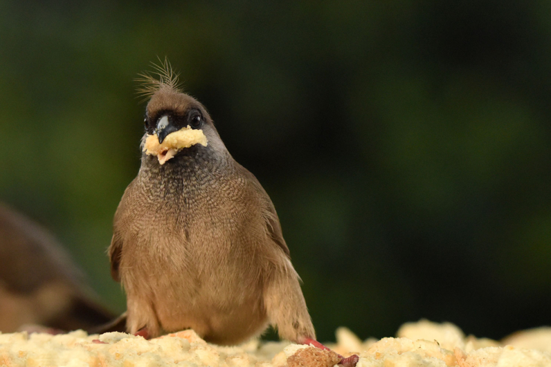 Birds of Africa